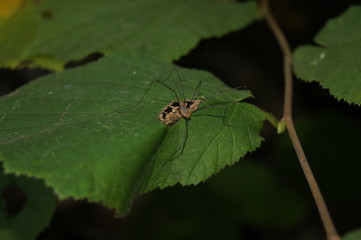 Spinne