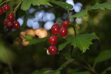 Johannisbeeren