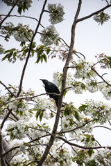 New Zealand Tui bird in a tree