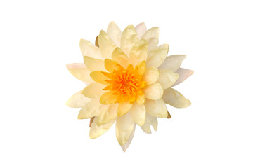 Lotus lotus white backdrop