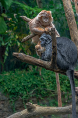Earth Toned Fur on a Pair of Ebony Langur Monkeys Resting in a Tree