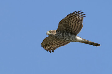 Eurasian sparrowhawk (Accipiter nisus)