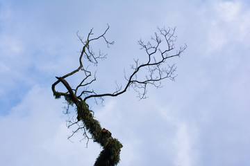 Abstract death single tree