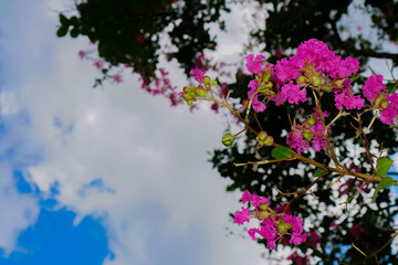 Fototapeta na wymiar 雲と花