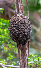 Earth Toned Hues on a Wasp's Nest on a Tree Trunk