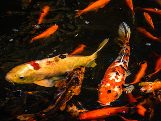 koi