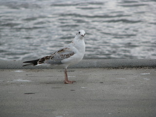Möwe