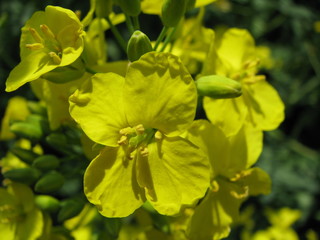 Rapsblüte