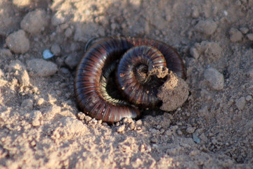 milpies chihuahua desierto