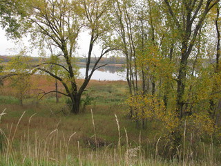 A fall forest scene