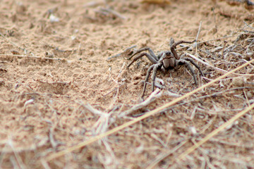 araña madre chihuahua desierto