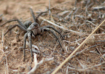araña madre chihuahua desierto