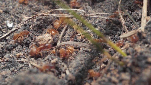 Colony Of Red Fire Ants. Macro Shot.