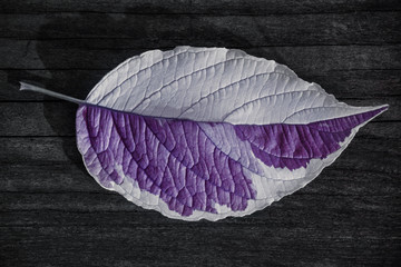 The texture of a violet white leaf with veins is similar to the skin of reptiles on a wooden gray background. Contrast light.