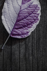 The texture of a violet white leaf with veins is similar to the skin of reptiles on a wooden gray background. Contrast light.