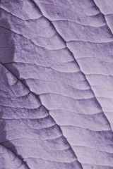 The texture of a violet leaf with veins is similar to the skin of reptiles. Contrast light.