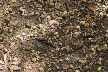Fallen acorns on the way.