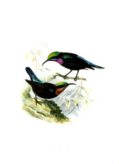 Illustration of birds.