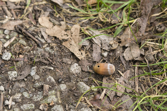 A fallen, caly gourd on the ground.