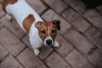 White brown dog Jack Russell looks up at the camera