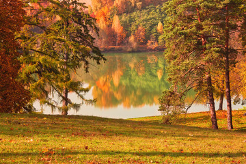 Obraz premium Trees with yellow leaves with reflection in the water in city park on a sunny autumn day, beautiful outdoor theme