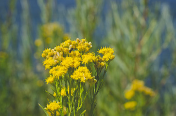 Obraz premium The bundle of small little yellow flowers under the hot summer sun on the river banks. 