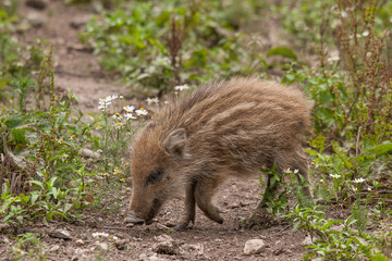 Gestreifter Frischling