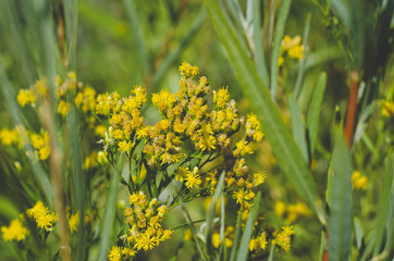 Obraz premium The little yellow flowers in the grassland area of the wetlands under the summer sun. 