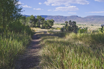Looking down the overgrown country road under the evening sun. 