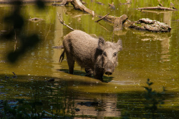 Junges Wildschwein im Wasser