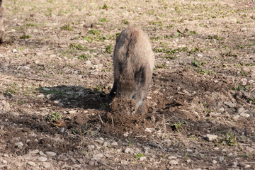 Fototapeta premium Wildschwein gräbt in Erde