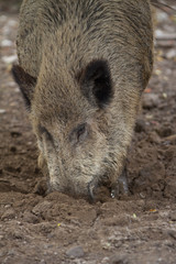 w&uuml;hlendes Wildschwein