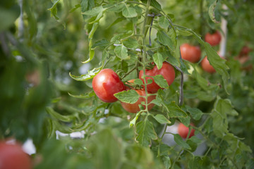 たわわに実ったトマト