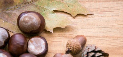 The composition of the autumn elements of the forest: an oak leaf, chestnuts, cones.
