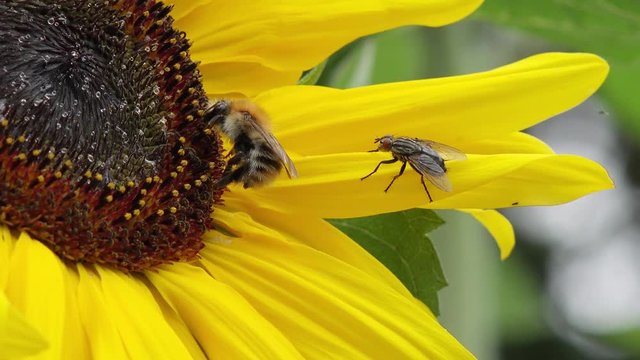 bumble bee on sunflower in the nature 