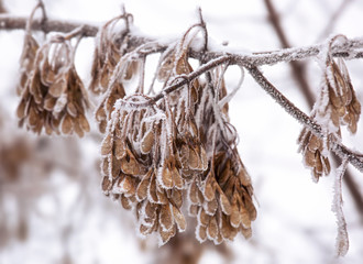 Maple branches covered with hoarfrost, beautiful winter outdoor theme