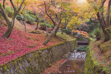 The leaves maple change color in the Japanese temple garden. Colorful Autumn and Fall season.