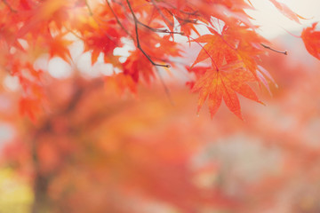 Abstract blurred golden autumn tree and red maple leaves in the park background.