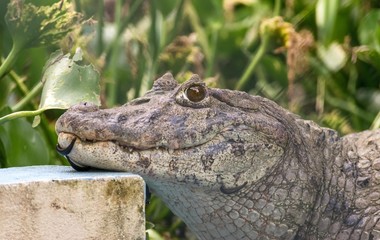 crocodile in zoo
