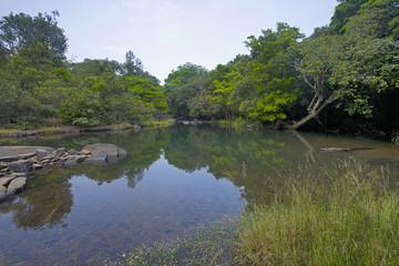 Fototapeta na wymiar View of forest in karnataka state of India.