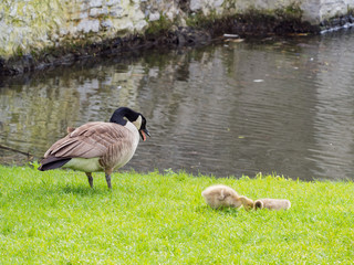 Canada Goose family playing around