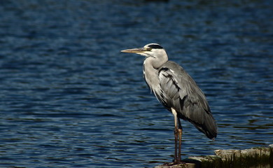 Grey heron 