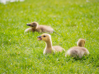 Close up shot of cute baby Canada Goose