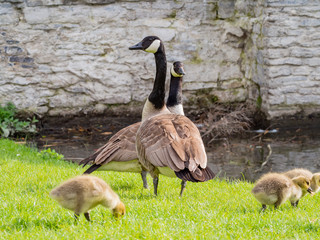 Canada Goose family playing around