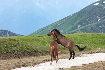 two horses frolic on green meadow with remains of snow  background mountain