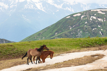 Fototapeta na wymiar horses on dirty snow in green meadow on background mountain