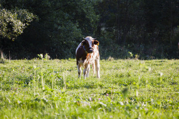 A cow is grazing in a clearing with greens in the forest