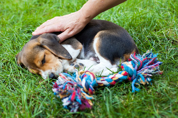 Cute beagle puppy on the grass