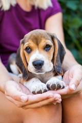 Tricolor purebred beagle puppy