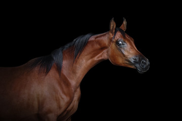 Portrait of a beautiful bay arabian horse isolated on black background